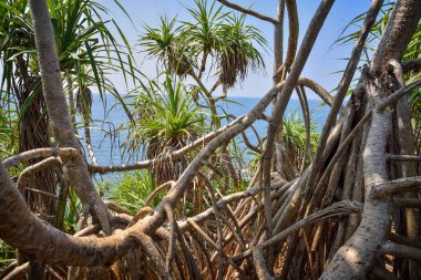 kökleri ve ağaçların dalları