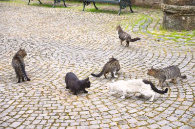 Istanbul, Türkiye'de sokak kedileri