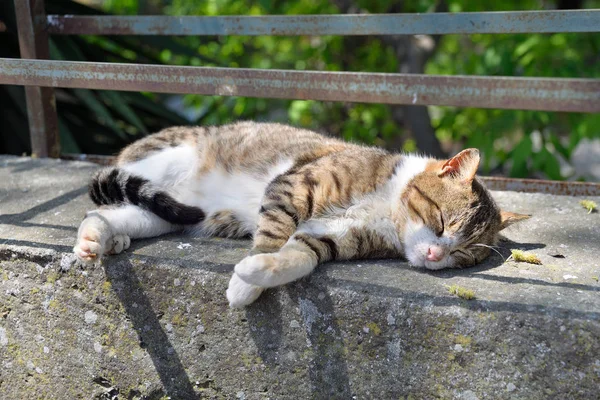 Gatos de rua na cidade — Fotografia de Stock