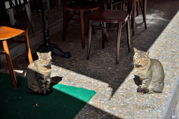 Gatos de rua na cidade — Fotografia de Stock