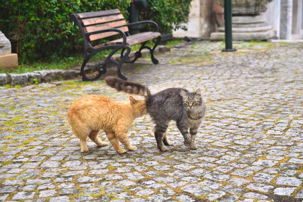 都市の通りの猫 — ストック写真