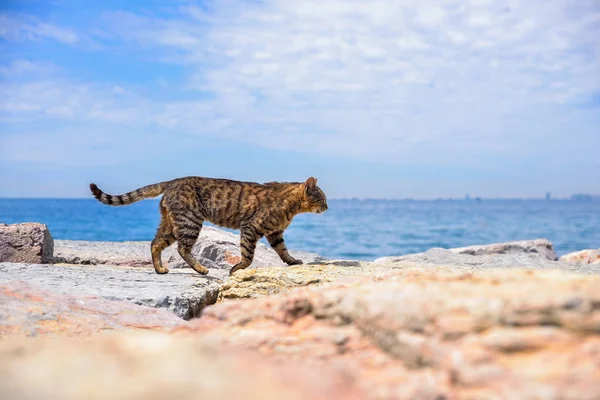 Gatos de rua na cidade — Fotografia de Stock