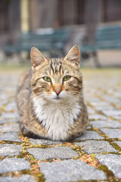 Gatos de rua na cidade — Fotografia de Stock