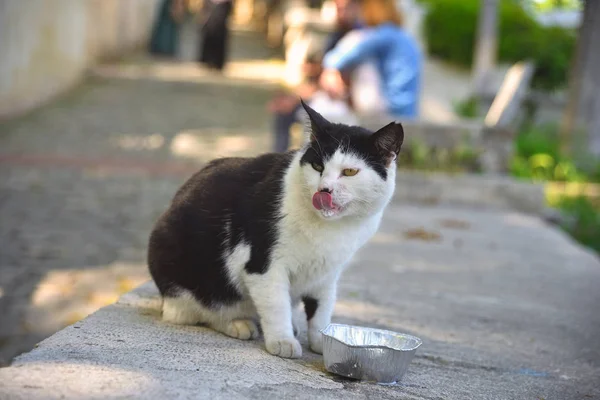 Gatos de rua na cidade — Fotografia de Stock