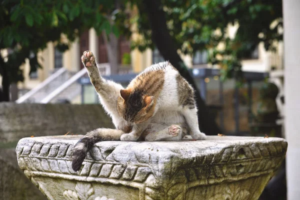 Gatos de rua na cidade — Fotografia de Stock