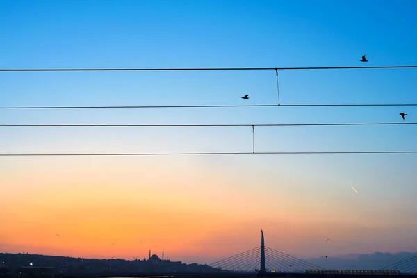 Cables y pájaros sobre fondo de atardecer en Estambul — Foto de Stock