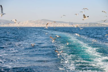 Gulls in the sky