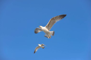 Gulls in the sky