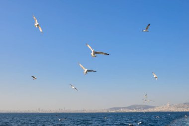 Gulls in the sky