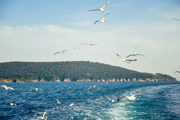 Gulls in the sky