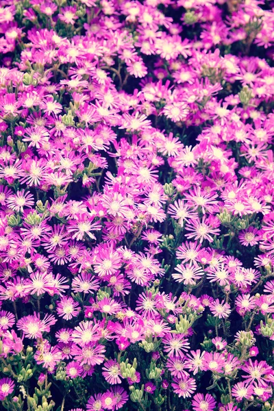 Lila bakgrund med blommor — Stockfoto