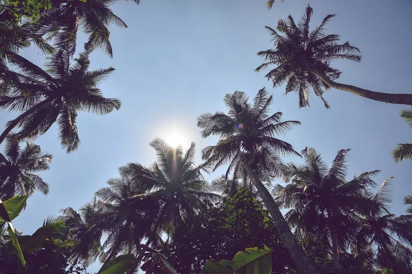 Fond avec palmiers et ciel — Photo