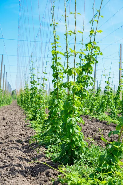 Campo di luppolo e cielo blu — Foto Stock