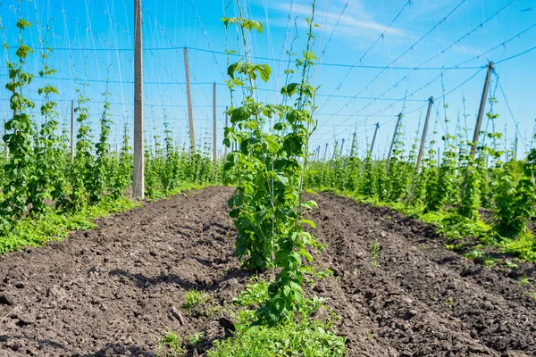 Hopfenfeld und blauer Himmel — Stockfoto