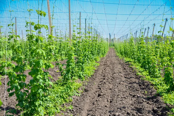 Hopfenfeld und blauer Himmel — Stockfoto