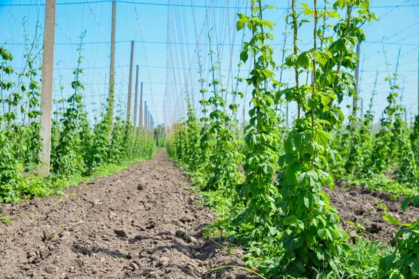 Hopfenfeld und blauer Himmel — Stockfoto