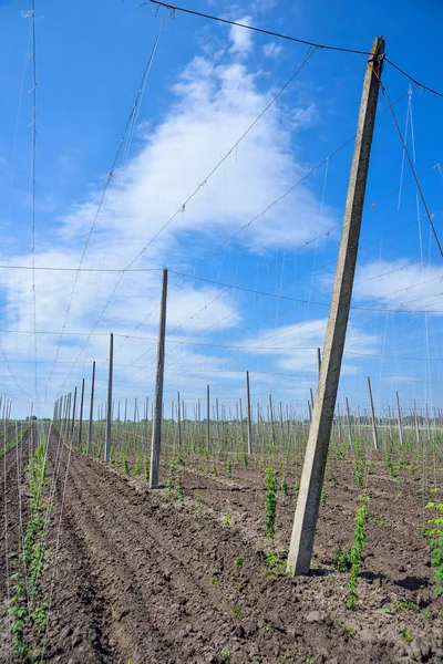 Hopfenfeld und blauer Himmel — Stockfoto