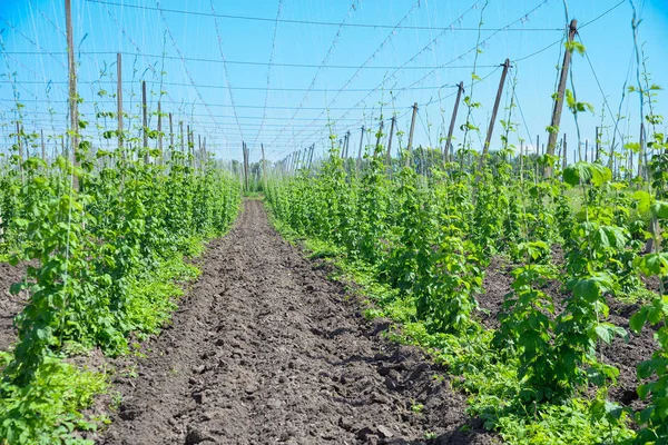 Hopfenfeld und blauer Himmel — Stockfoto