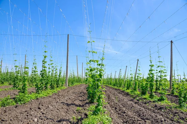 Schöne Landschaft Hopfenfeld Und Blauer Himmel — Stockfoto