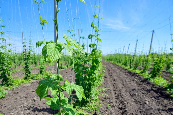 Hopfenfeld und blauer Himmel — Stockfoto