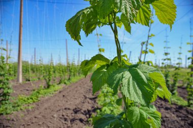 Atlama alanı ve mavi gökyüzü
