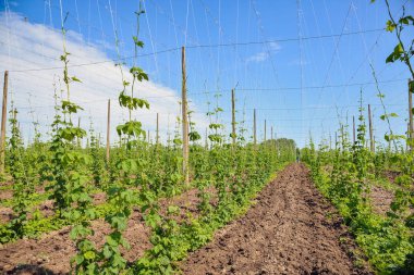 Atlama alanı ve mavi gökyüzü