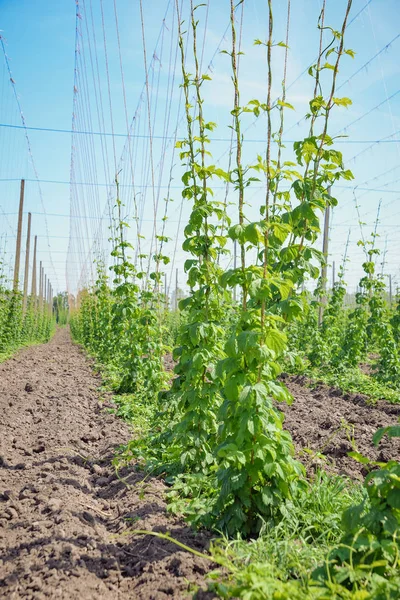 Hopfenfeld und blauer Himmel — Stockfoto