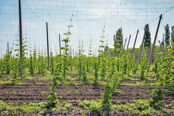 Hopfenfeld und blauer Himmel — Stockfoto