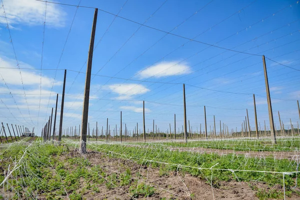 Campo de lúpulo e céu azul — Fotografia de Stock