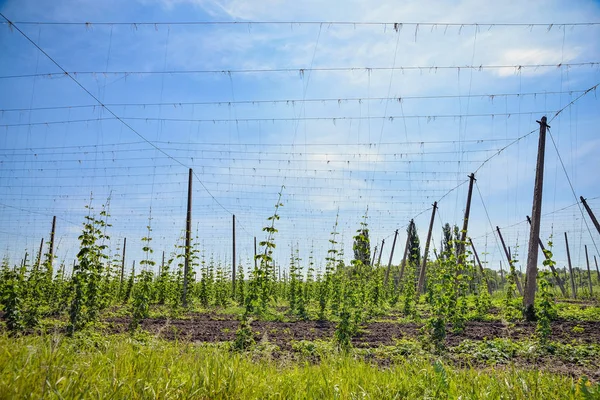 Hopfenfeld und blauer Himmel — Stockfoto