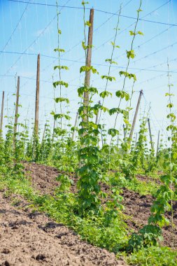 Atlama alanı ve mavi gökyüzü