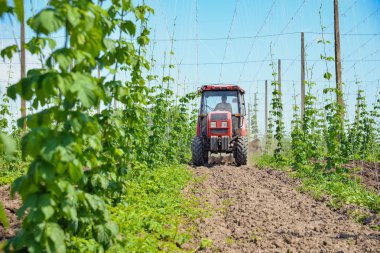 Alanın ve traktör hops