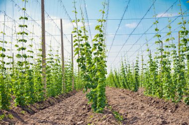 Atlama alanı ve mavi gökyüzü