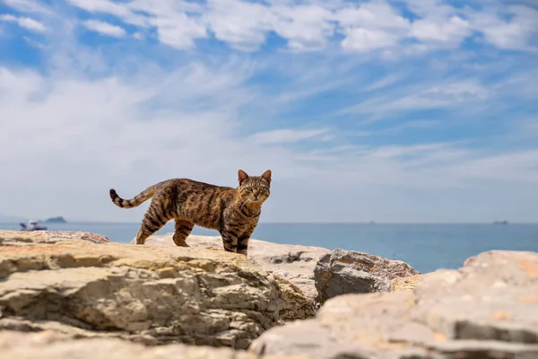 Gatos de rua na cidade — Fotografia de Stock