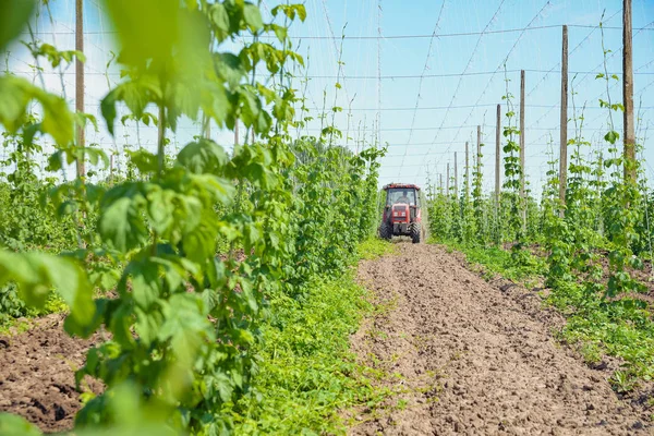 Hopfenfeld und Traktor — Stockfoto