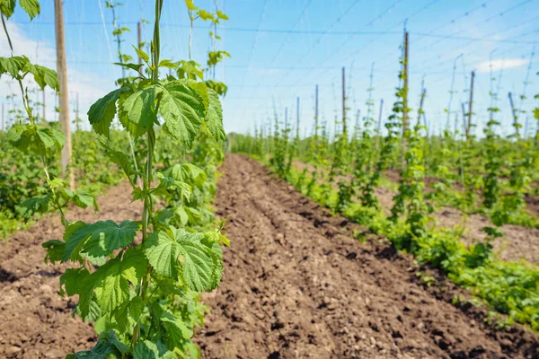 Hops field and blue sky — Stock Photo, Image