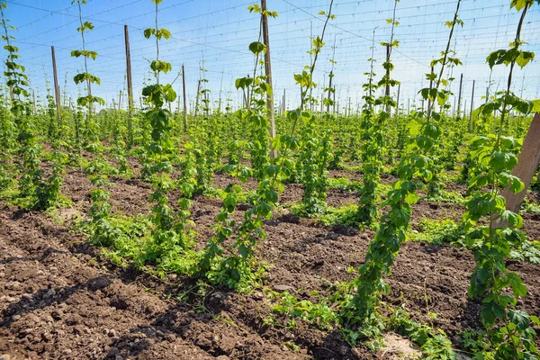 Hopfenfeld und blauer Himmel — Stockfoto