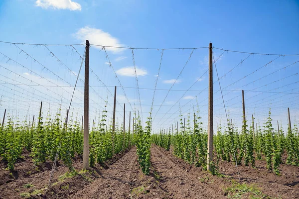 Hopfenfeld und blauer Himmel — Stockfoto