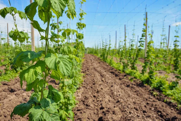 Hops field and blue sky — Stock Photo, Image