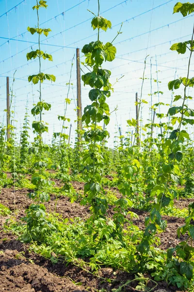 Campo di luppolo e cielo blu — Foto Stock