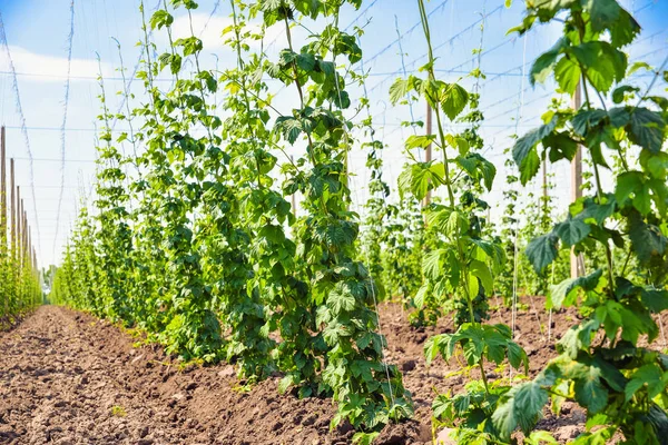 Cultivo de lúpulo en la plantación — Foto de Stock