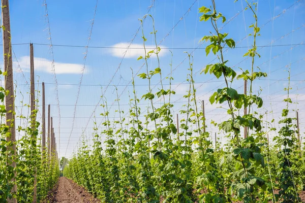 Cultivo de lúpulo en la plantación — Foto de Stock