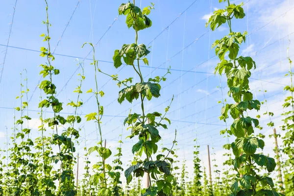 Hop cultivation on the plantation — Stock Photo, Image