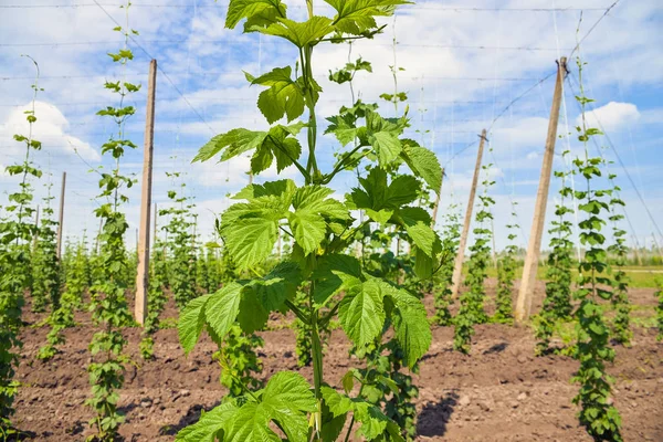 Hops field and blue sky — Stock Photo, Image