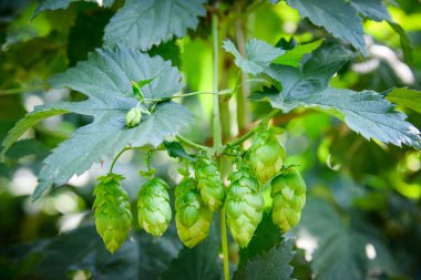 Yeşil taze hop koniler