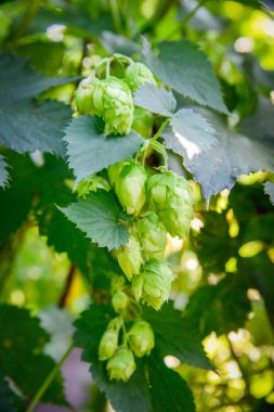 Yeşil taze hop koniler