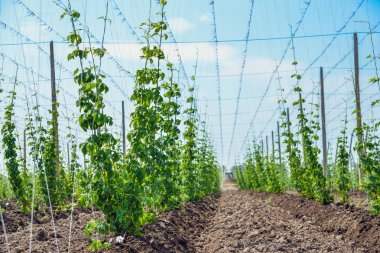 Atlama alanı ve mavi gökyüzü