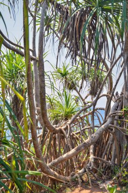 kökleri ve ağaçların dalları