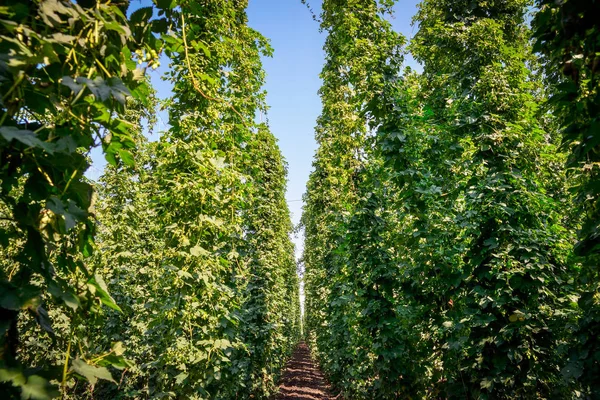 Piantagione di luppolo verde — Foto Stock