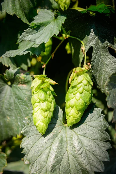 Green fresh hop cones — Stock Photo, Image